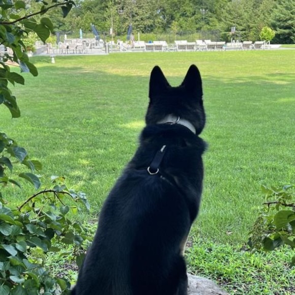 Meet your Posher, Elizabeth - Picture 1 of 1